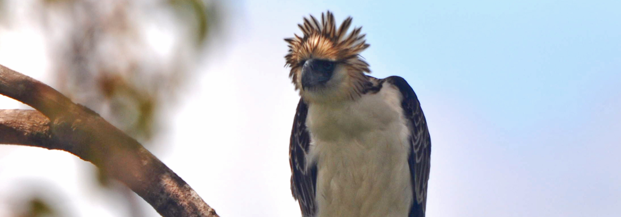 09082016 Gab e Philippine Eagle Haring Ibon CHMP