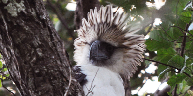 06042016 Gab e Philippine Eagle Week June 4 10