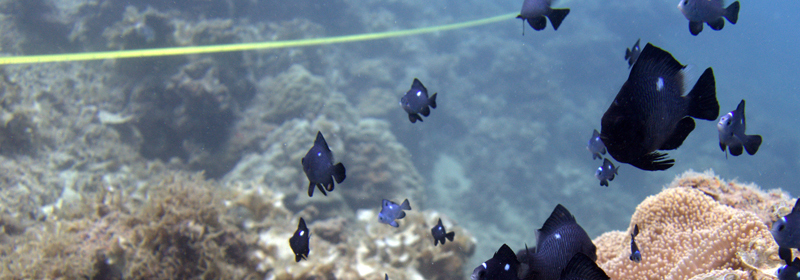 06072016 Domino damsel Dascyllus trimaculatus by transect line by Erina Molina