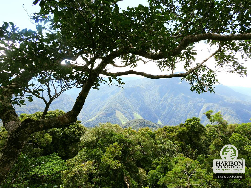 2016 10 06 View of forest from an emergent tree on Mt Mingan providing the best vista for Haring Ibon spotting July 2016