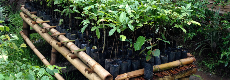 2016 10 06 seedlings