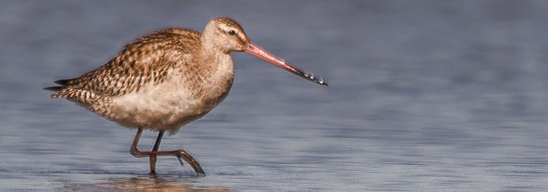 2016 10 27 The Bar tailed Godwit can travel a distance equal to that between Manila and Davao 7 times