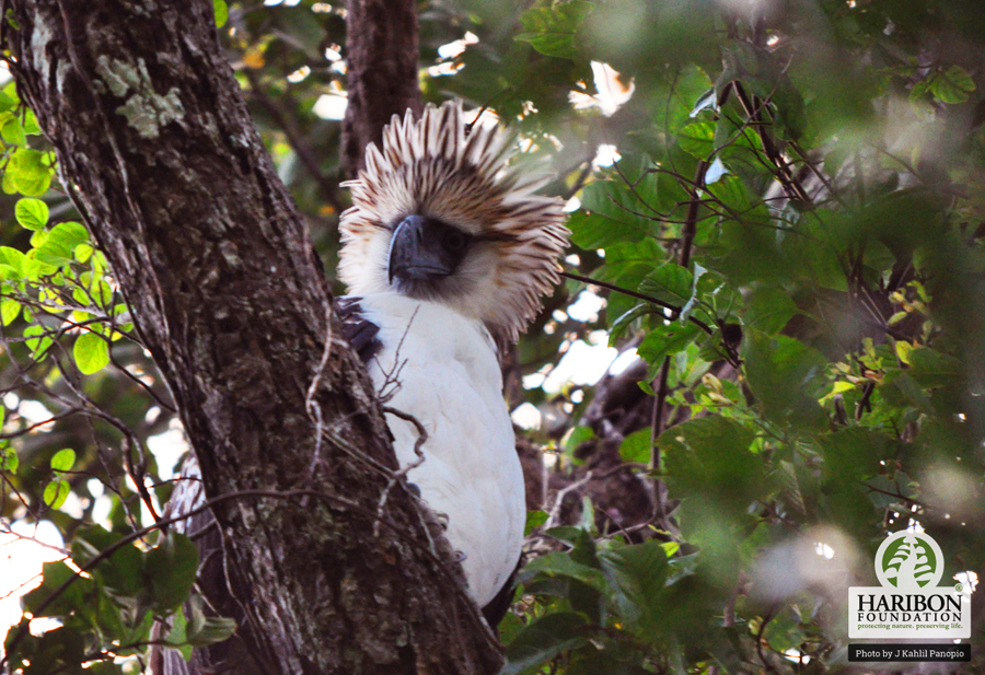 2016 11 03 Gab E a juvenile Haring Ibon living on Mt. Mingan named by communities in nearby town Gabaldon by J Kahlil Panopio