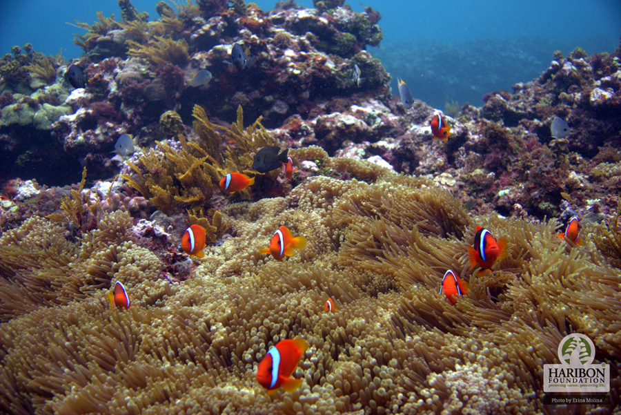 2016 11 10 Coral reefs are home to a wide array of biodiversity. Photo by Erina Molina