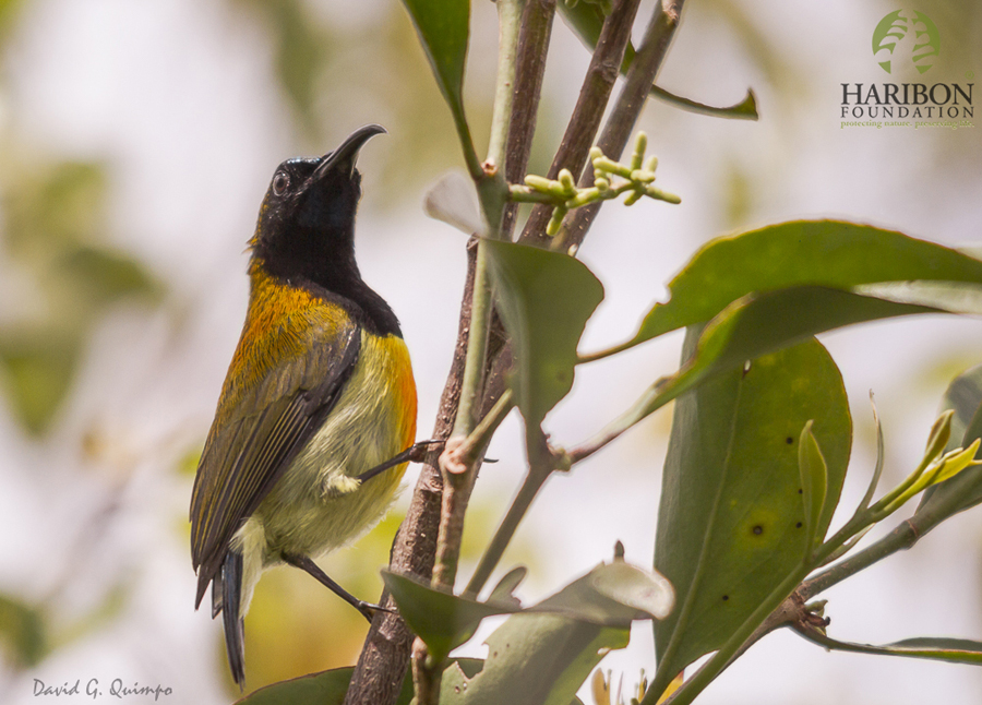 2016 11 10 The Flaming sunbird Aethopyga flagrans by David Quimpo
