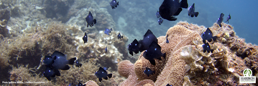 2017 02 02 Women warriors of Burgos main image