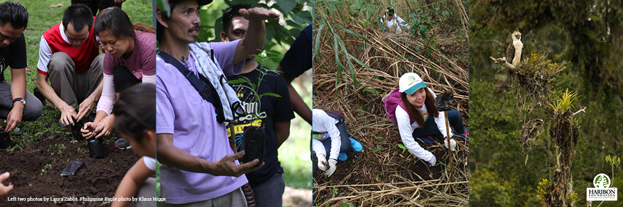 Adopt a seedling 4 panel with Philippine Eagle