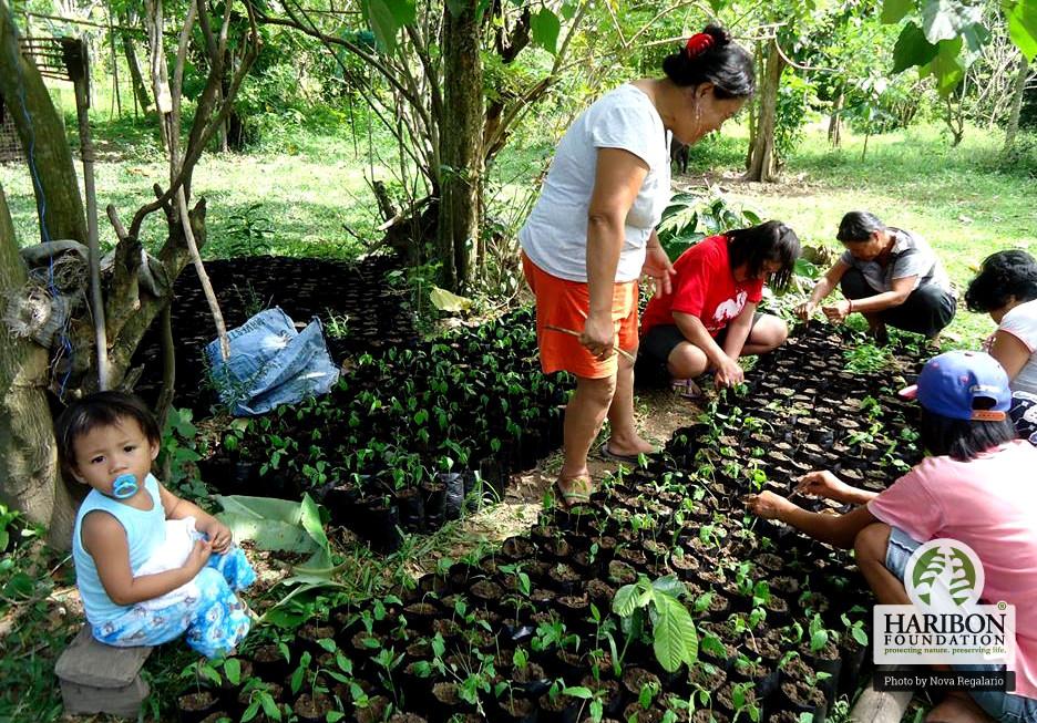 Youngest member SCFA seedling nursery was her playground all day long