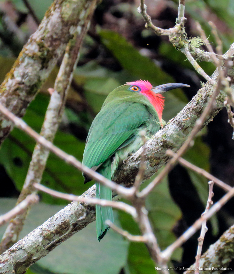 2017 03 16 frasers international bird race Red bearded Bee eater Nyctyornis amictus photo by Liselle Santos