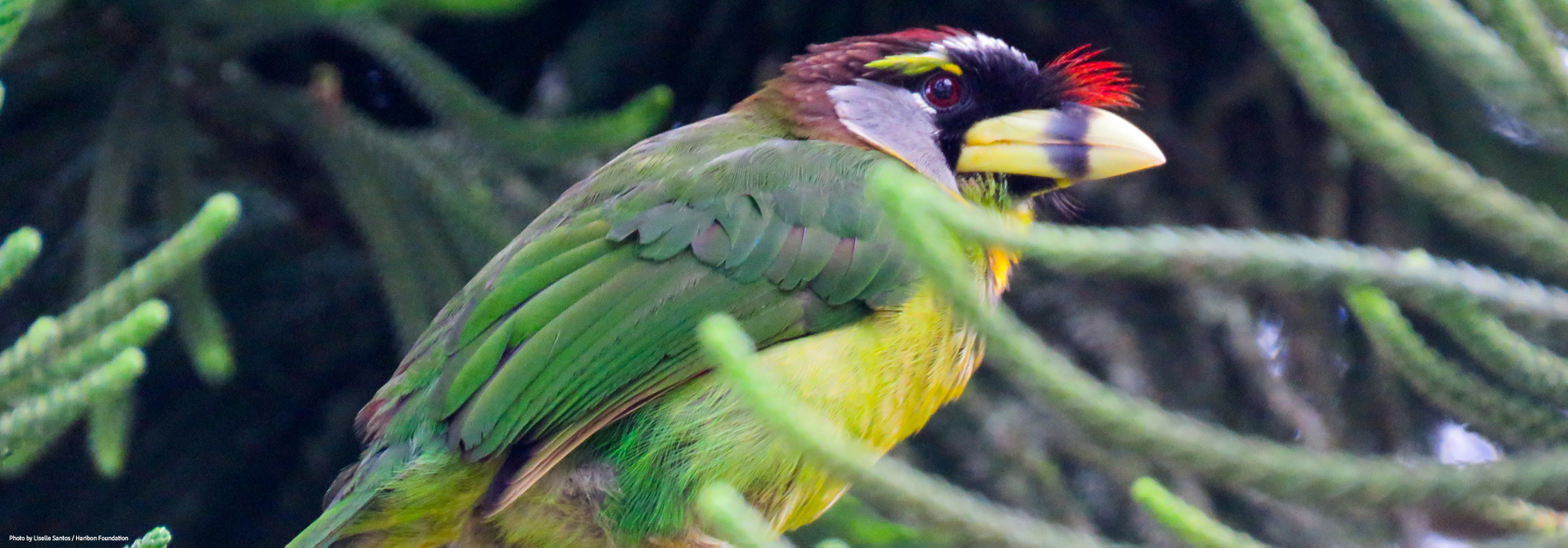 2017 03 16 frasers international bird race liselle santos featured image