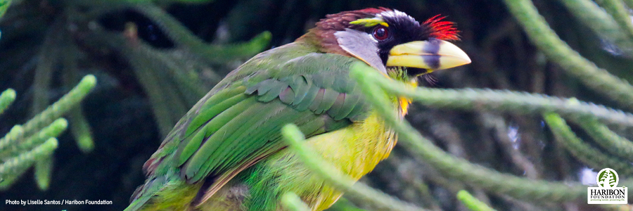 2017 03 16 frasers international bird race liselle santos main image
