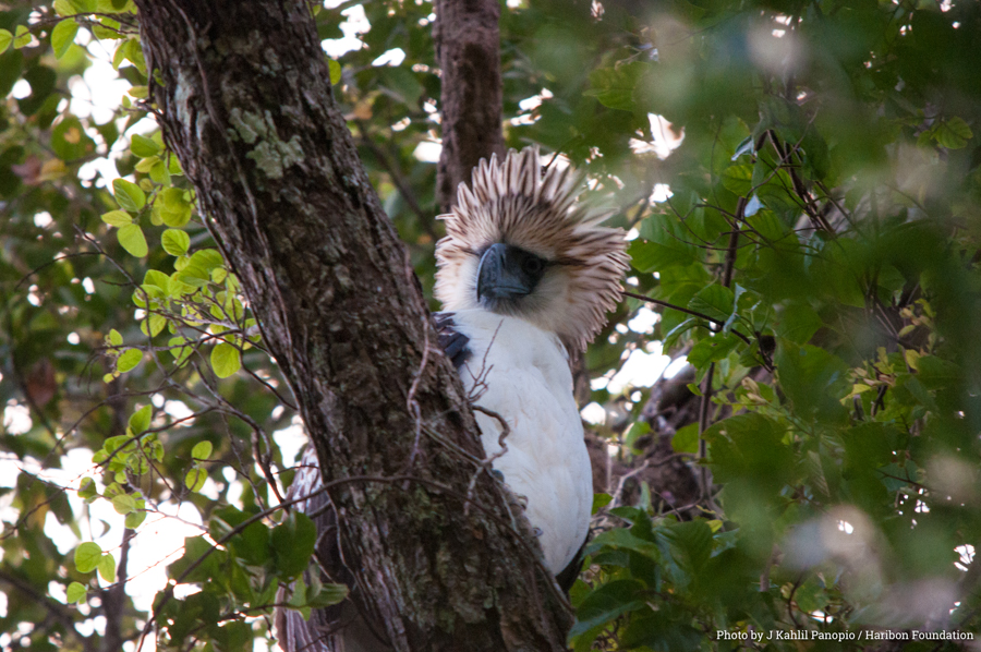 2017 03 16 law to protect philippine eagle awaits Gab E the Philippine Eagle