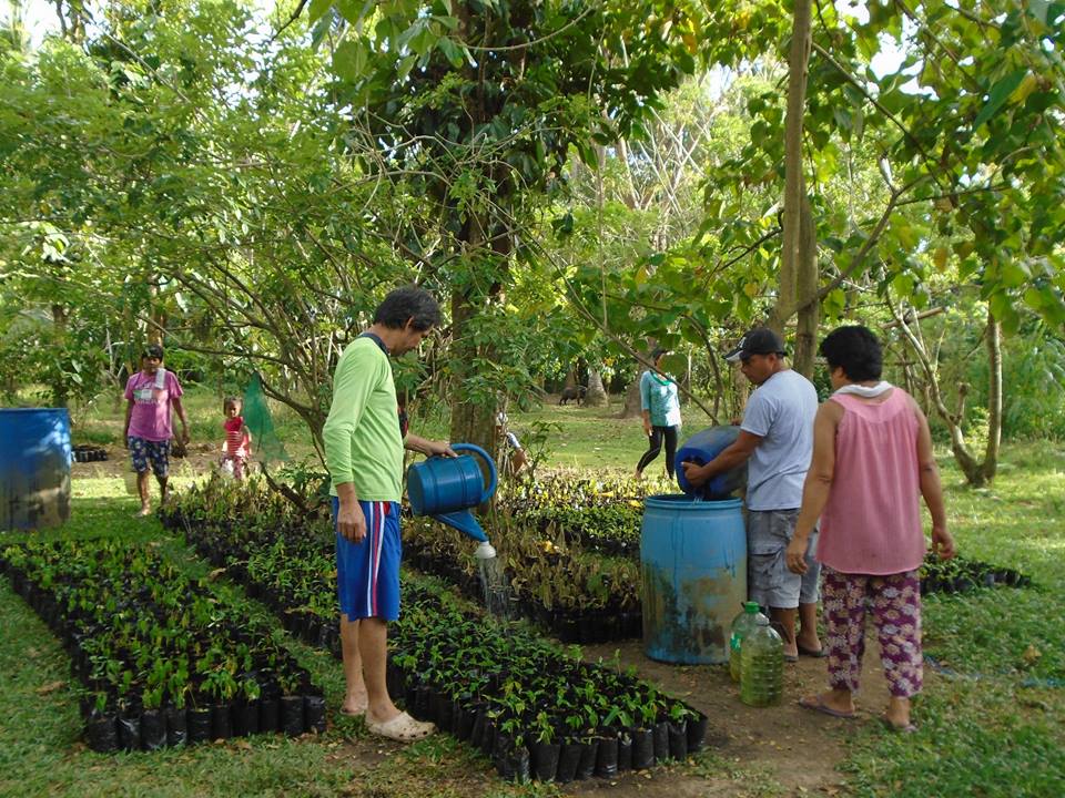 2017 03 20 international forest day mt irid angelo 3000 assorted native seedlings ready for planting by July