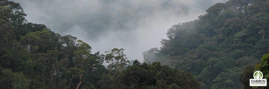 2017 03 20 international forest day mt irid angelo main photo