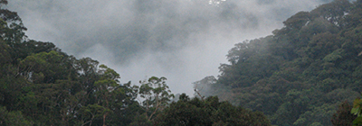 2017 03 20 international forest day mt irid angelo thumb