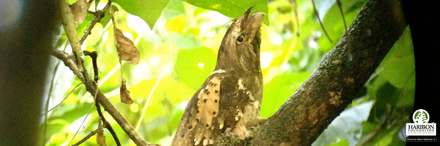 4 pillars conserving sites national greening program header image