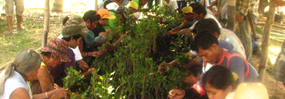 4 pillars conserving sites national greening program thumbnail
