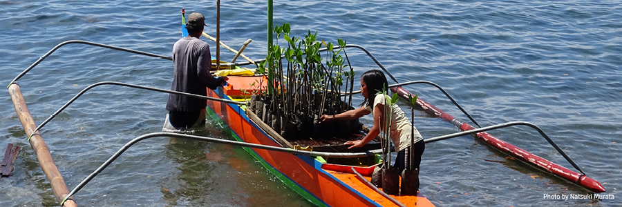 4 pillars conserving sites restoration mangrove forest in quezon header image
