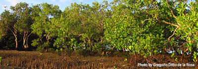 4 pillars conserving sites restoration mangrove forest in quezon thumbnail