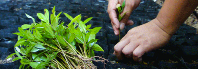 4 pillars empowering people rainforestation initiative rfri thumb