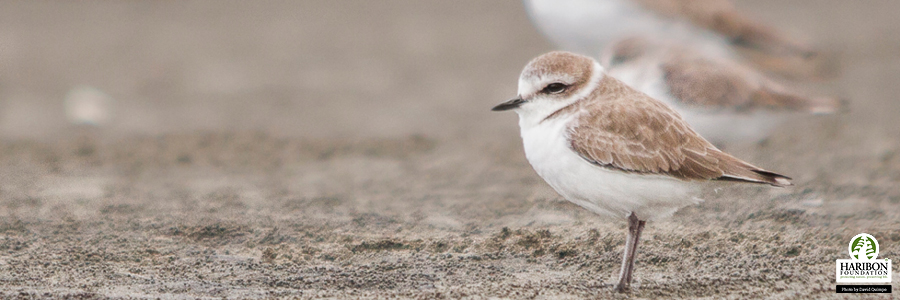 4 pillars encouraging sustainability arcadia birdlife partnership header image