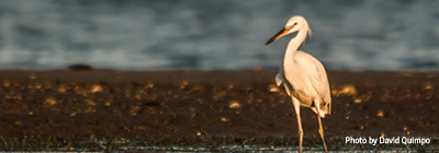 4 pillars encouraging sustainability arcadia birdlife partnership thumb