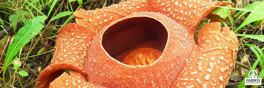 4 pillars encouraging sustainability forest and climate panay header image