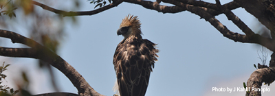 4 pillars saving species philippine eagle project thumb