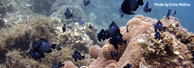 4 pillars saving species responding to fish extirpations thumb