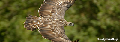 4 pillars saving species state of the philippine birds thumb