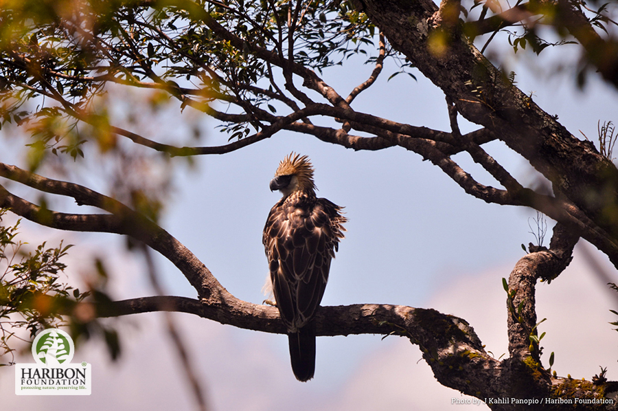 2017 04 30 Mts. Irid Angelo is home to the Philippine Eagle as well as age old forests that sustain water supply Photo by J Kahlil Panopio Haribon Foundation