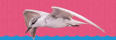 2017 05 10 World Migratory Bird Day 2017 thumb