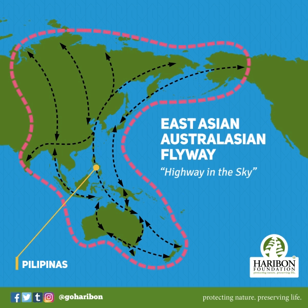 2017 05 10 East Asian Australasian Flyway gif