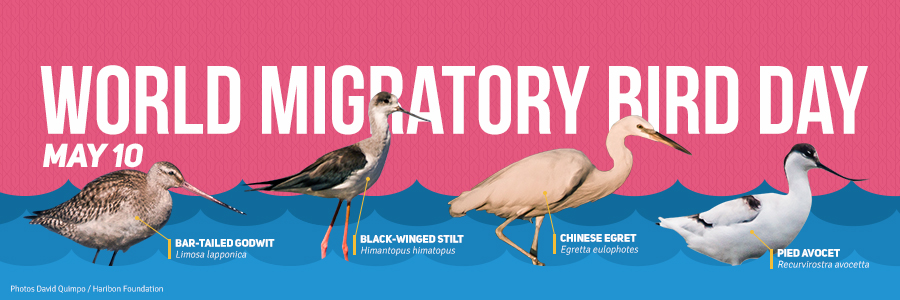 2017 05 10 World Migratory Bird Day 2017
