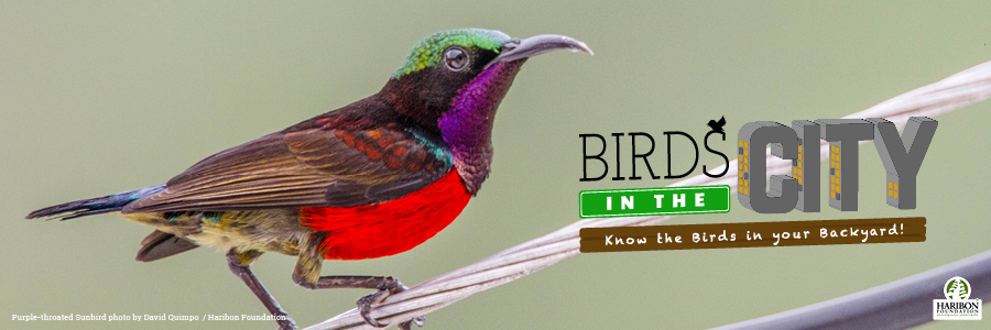 2017 06 15 purple throated sunbird by david quimpo