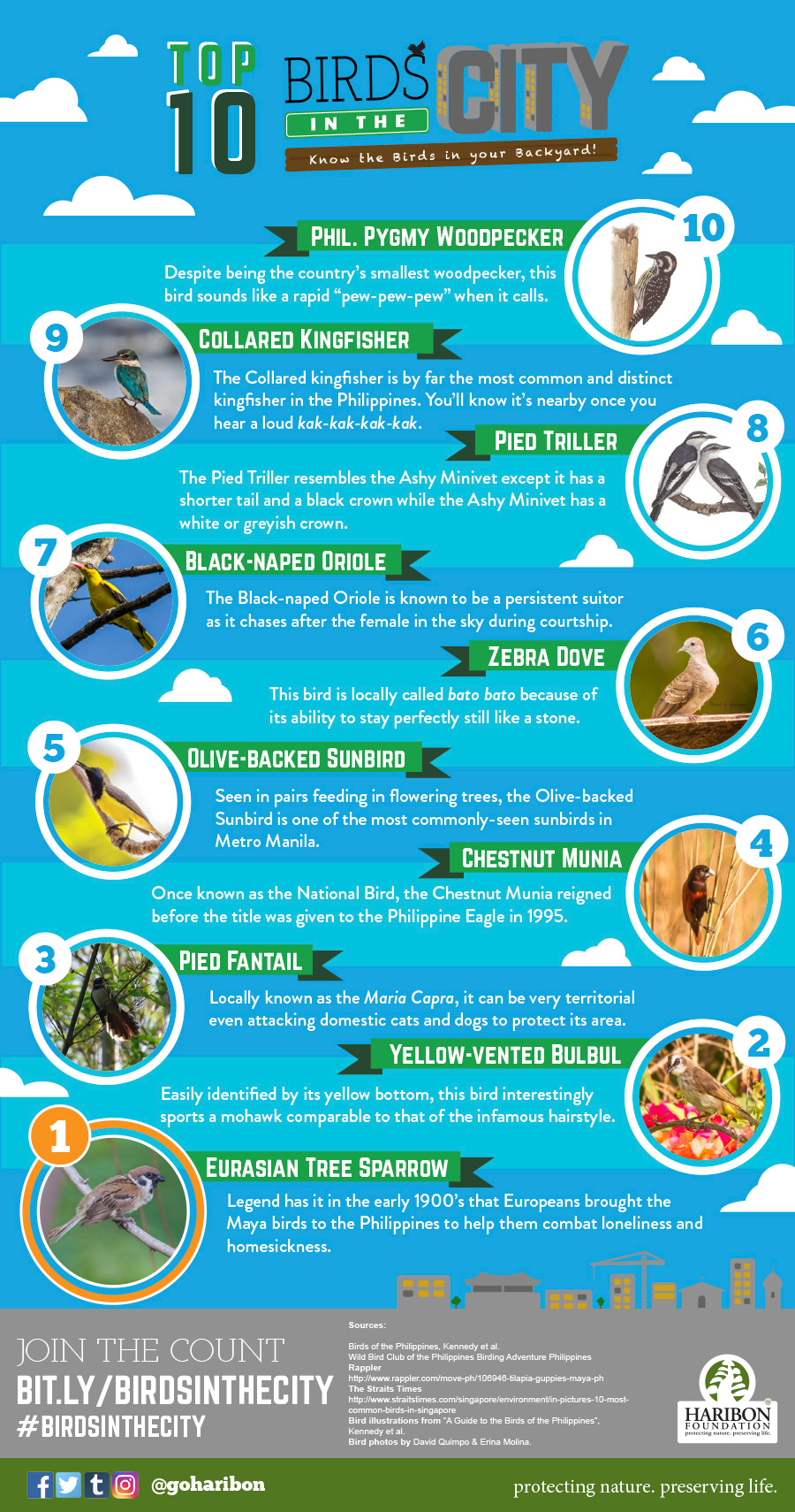 2017 07 06 top 10 birds in the city infographic