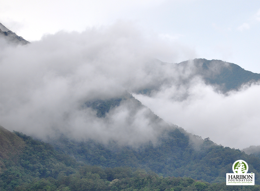 2017 07 19 more forest will be protected under the FRB