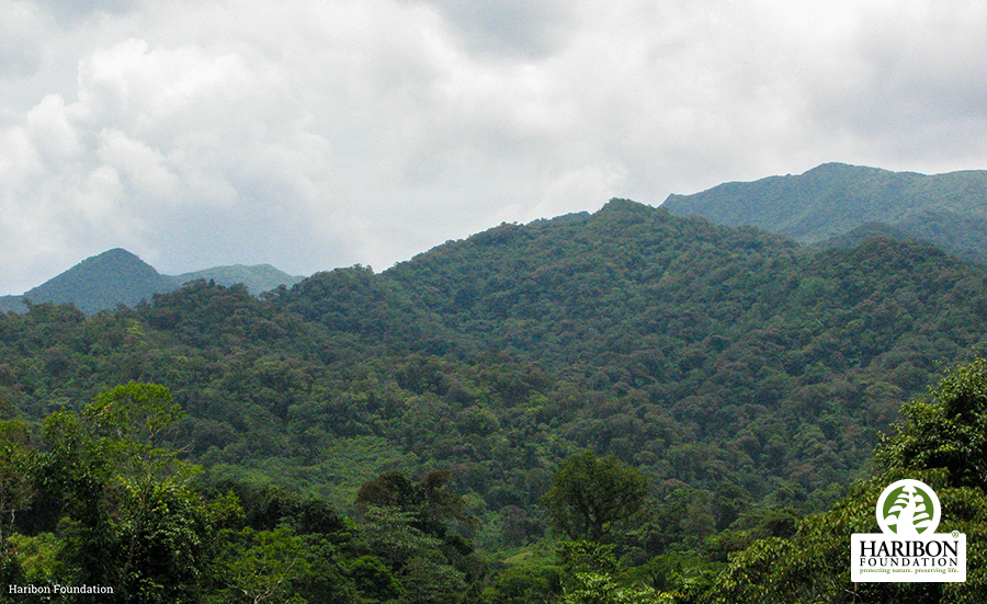 2017 07 19 mt irid angelo