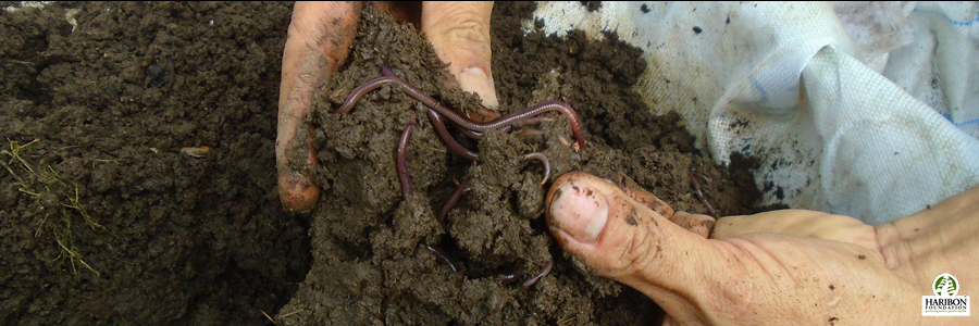 2017 07 19 vermicomposting back to basics 