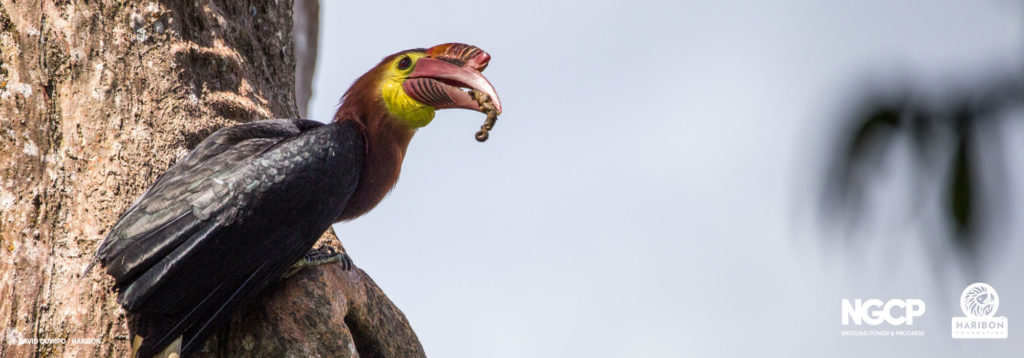 Dulungan by David Quimpo.